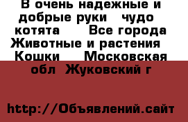 В очень надежные и добрые руки - чудо - котята!!! - Все города Животные и растения » Кошки   . Московская обл.,Жуковский г.